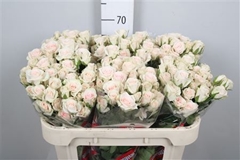 R Tr Royal Porcelina 70cm 55+