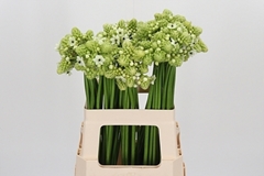 Ornit Arabicum 60cm