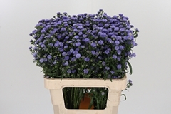 Ast Nb A Mi Bab Blue 60cm 20gram
