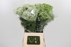 Ammi Visnaga 70cm