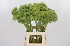 Ammi Visn Green Mist 70cm