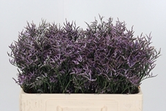 Lim Safora Lilac 50cm 10gram