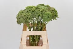 Ammi Visn Green Mist 60cm
