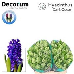 Hyac Dark Ocean