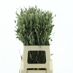 Dried Flowers 100 Gram 70cm