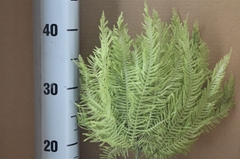 Ov Dec Mat 21%