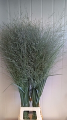 Panic Vir Dall Blues 120cm