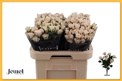 R Tr Royal Porcelina 60cm 65+