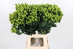 Hyp I Mag Green Powe 70cm