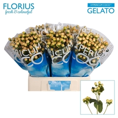 Hyp Coco Gelato 60cm