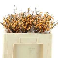 Ilex Golden Verboom 45cm