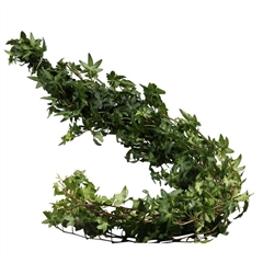 Hedera Other P Bs 80cm