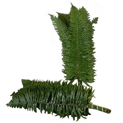 Polystichum Munitum 60cm