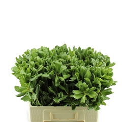 Pittosporum Ilan 50cm