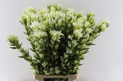 Genti White Sky 80cm