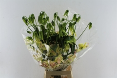 Gloriosa Ov 80cm