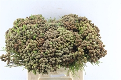 Berzelia Abrotanoide 40cm
