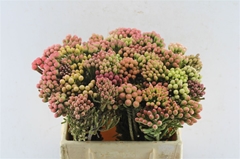 Brunia Laevis 40cm