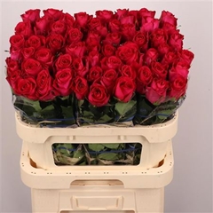 R Gr Madam Cerise 80cm