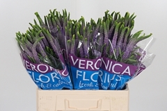Veron Smart Viola 60cm