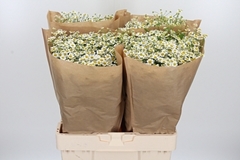 Tana Pa Single Vegmo 65cm 23