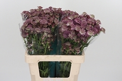 Astr Roma 60cm 33
