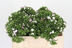Di Barb Amazon Rose 52cm