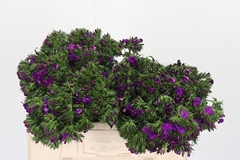 Di Barb Am Neon Purp 52cm