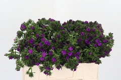 Di Barb Am Neon Purp 52cm
