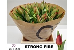 Tu En Strong Fire