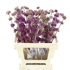 Callicarpa Giraldii 60cm