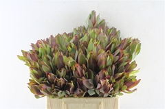Leucad Senorita 40cm