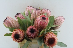 Protea Barbigera 40cm