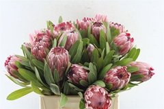Protea Pink Ice 40cm