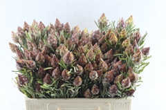 Leucad Rubrum 50cm