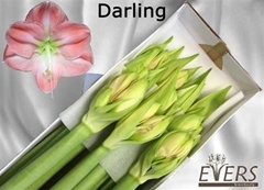 Hipp St Darling 75cm 4+