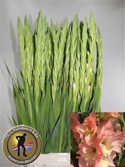 Glad Gr Careless 105cm 170gram