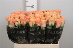 R Gr Miss Jackie 60cm