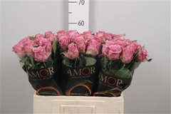 R Gr Purple Heather 60cm