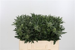Eryng A White Star 60cm