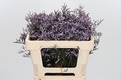Lim Safora Lilac 50cm 15gram