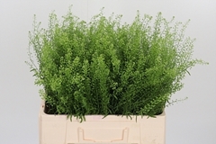 Thlaspi Green Bell 55cm 8gram