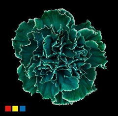 Dianthus St Ocean Green
