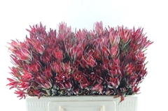 Leucad Sal Blush 50cm