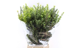 Myrtus Bes 50cm