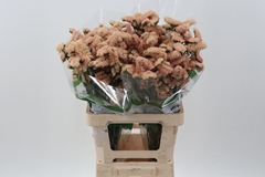 Lim S Sin Ho Apricot 70cm 30gram