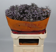 Lim Safora Lilac 80cm 30gram