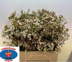 Chame Uncinatum Ziv 70cm 30gram 24