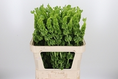 Moluccella Piece 80cm