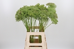Ammi Visn Green Mist 70cm